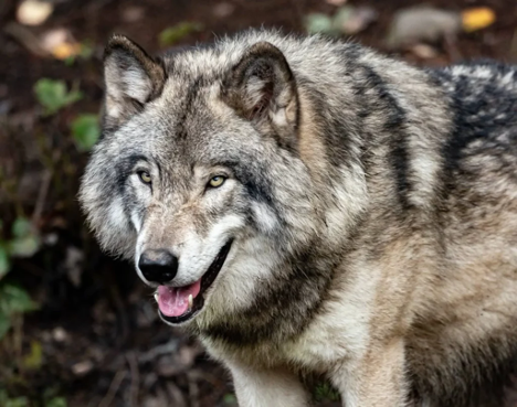 a wolf standing in the woods