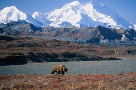 a bear walking in front of a river with mountains in the background