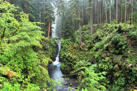 a river flowing through a forest