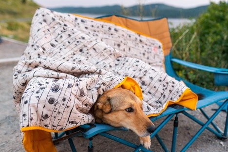 A dog under a blanket on a chair