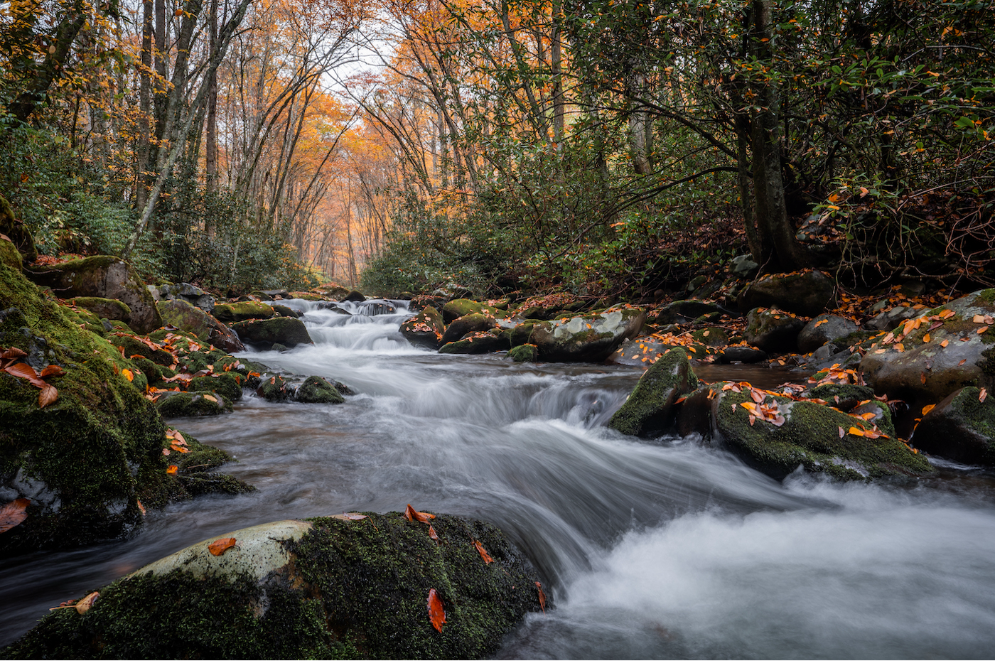 a river flowing through a forest