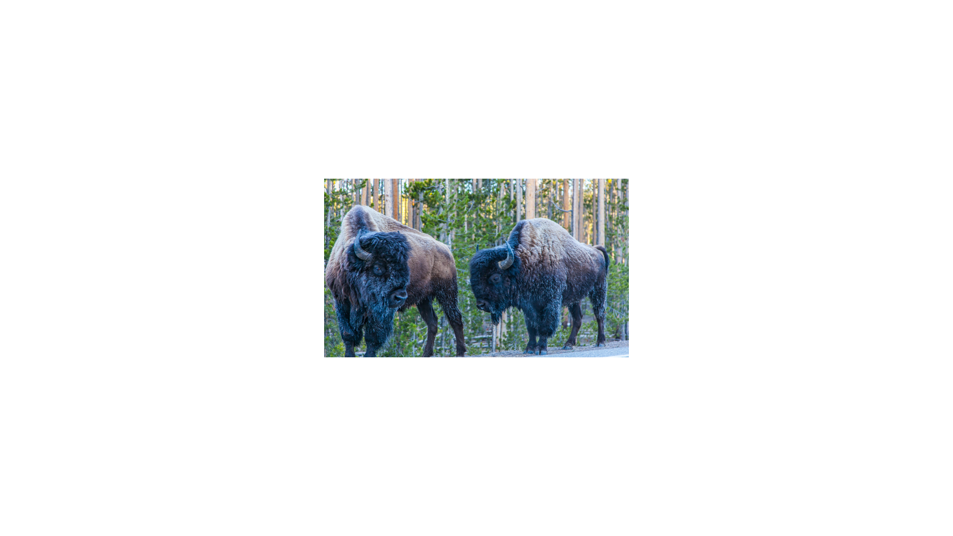 two buffalo walking on road